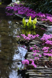 Purple flowering plants in lake