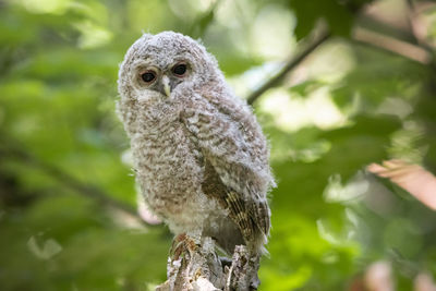 Close-up of owl perching on tree