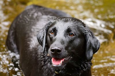 Black dog in lake