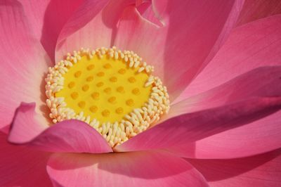 Extreme close-up of lotus water lily