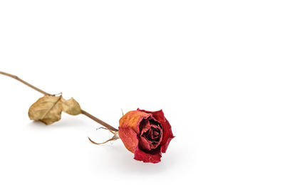 Close-up of red rose against white background