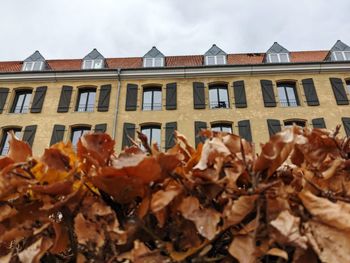 Close-up of dry leaves on building