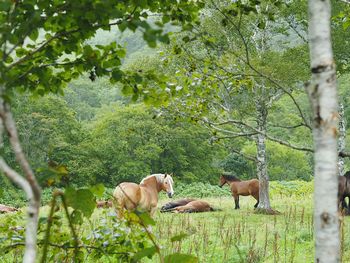 Group of horses on tree