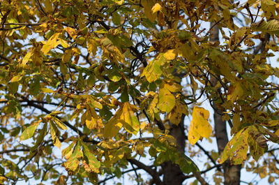 Low angle view of yellow tree