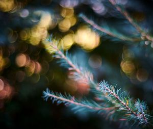 Close-up of christmas tree