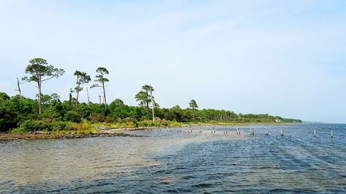 Scenic view of trees against clear sky