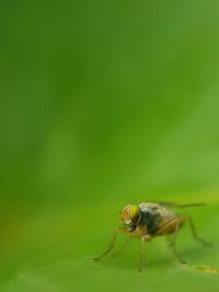 Close-up of insect on leaf