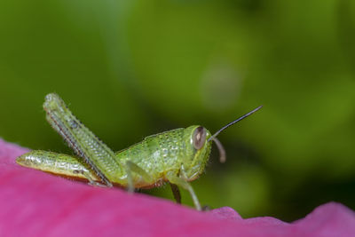 Close-up of insect on leaf