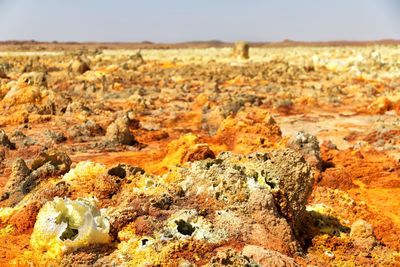 Close-up of rock on land against sky