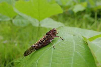 Close-up of insect on leaf