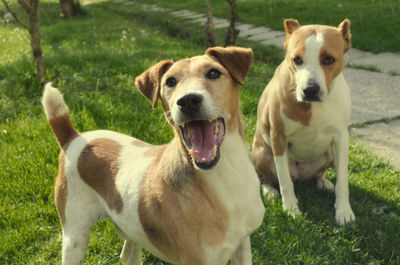 Close-up portrait of dog on field