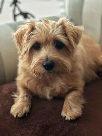 Portrait of dog sitting on floor at home