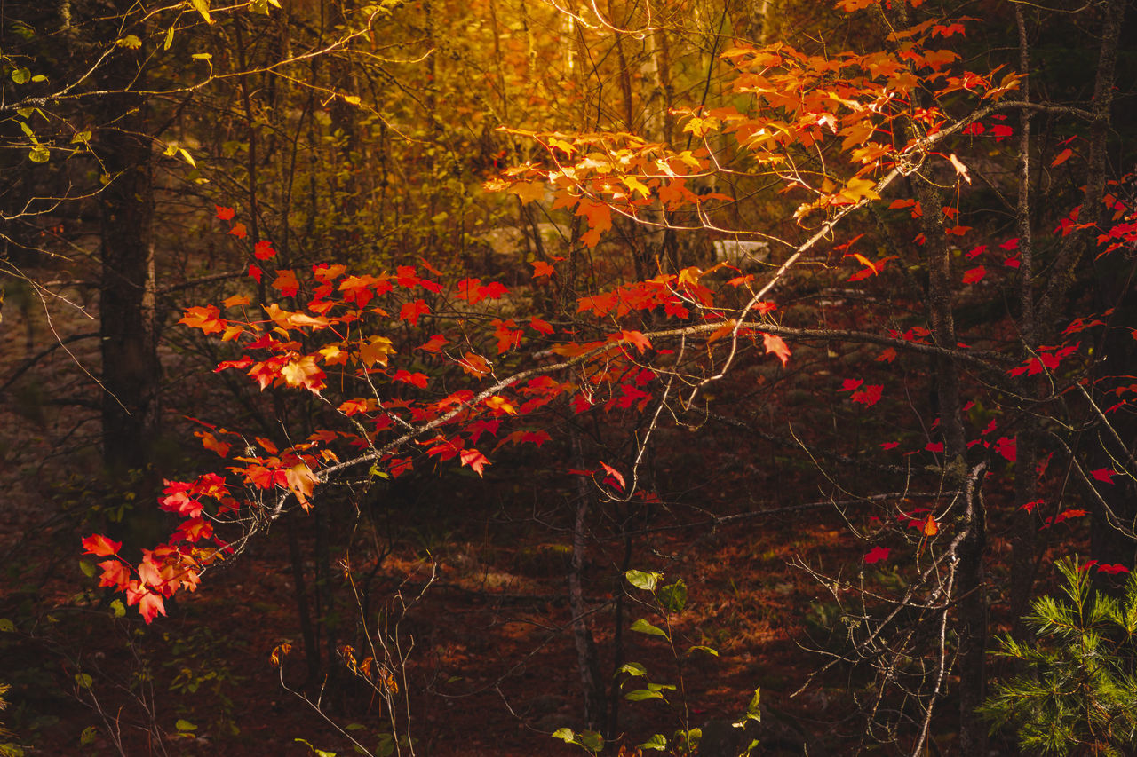 TREES AND RED LEAVES IN FOREST