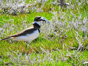 Close-up of bird in grass