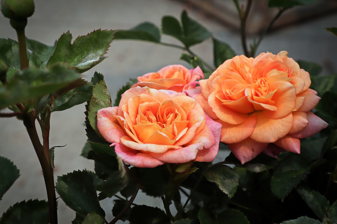 flower, flowering plant, plant, beauty in nature, rose, freshness, leaf, plant part, petal, nature, garden roses, flower head, inflorescence, close-up, pink, fragility, no people, wine, outdoors, orange color, rose wine, multi colored, yellow