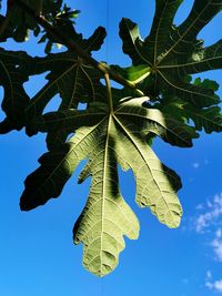 Low angle view of maple leaves against sky