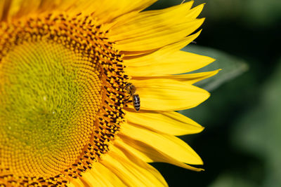 Close-up of bee pollinating on sunflower