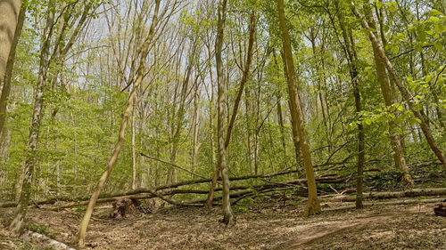 Bamboo trees in forest