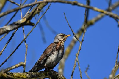 Low angle view of bird perching on branch against blue sky