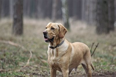 Close-up of dog outdoors