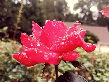 Close-up of wet red flower