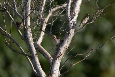 Low angle view of bird perching on branch