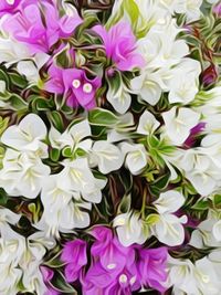 Full frame shot of purple flowering plants