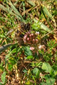 Close-up of bee pollinating on flower