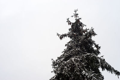 Low angle view of tree against clear sky