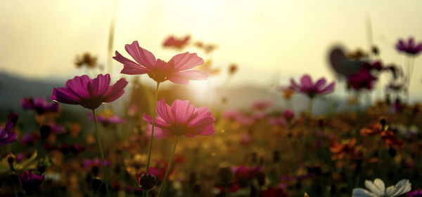 Close-up of pink cosmos flowers on field