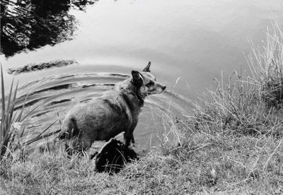 Dog on grassy field