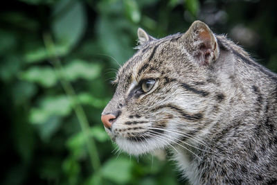 Close-up of a cat looking away