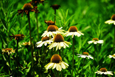 Close-up of coneflowers blooming outdoors