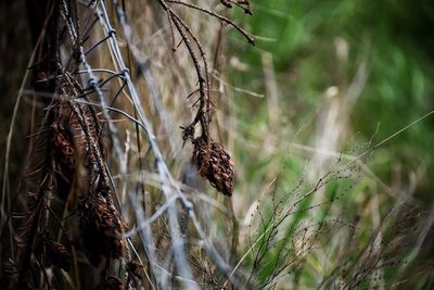 Close-up of dried plant on field