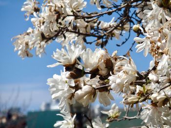 Close-up of white cherry blossom tree