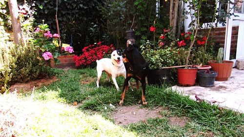Dog with flowers on plants against trees