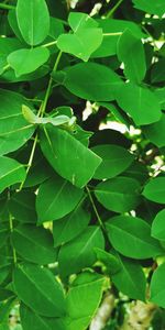 Full frame shot of green leaves
