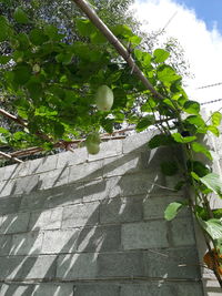 Low angle view of ivy growing on wall