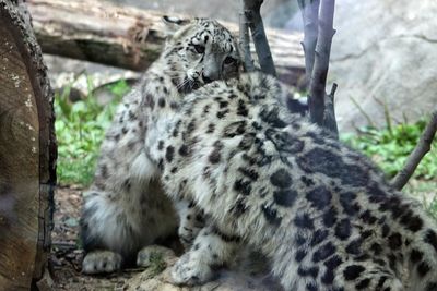 Close-up of cat on tree trunk in zoo