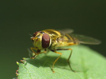 Close-up of fly on leaf