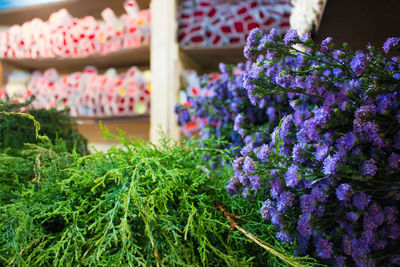 Close-up of flowers for sale in market