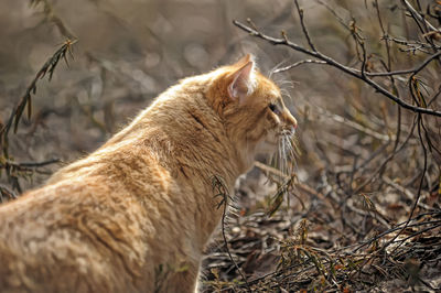 View of a cat looking away