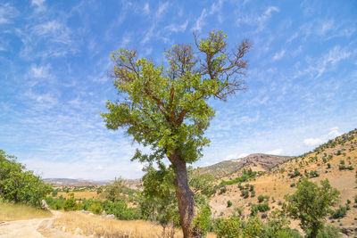 Tree on field against sky