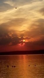 Silhouette swans swimming in sea against sky during sunset