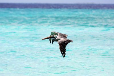 Bird flying over sea