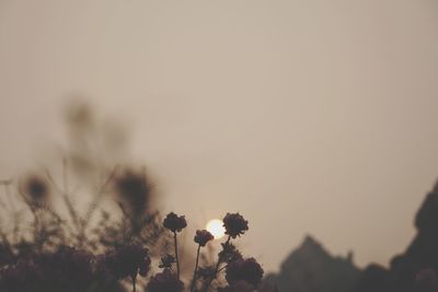 Close-up of flowers against sky at sunset