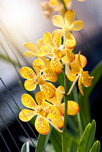 Yellow orchid