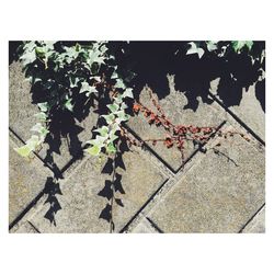 High angle view of plant growing on footpath