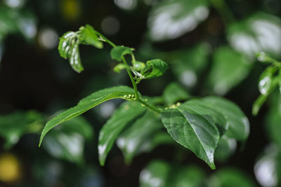 Close-up of water drops on leaves