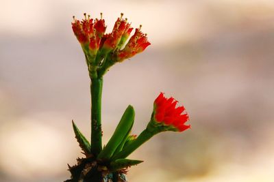 Close-up of red flowering plant against sky